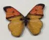 Wooden Button Large Butterfly